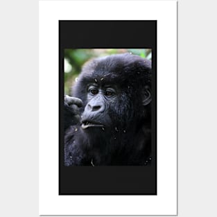 Juvenile Mountain Gorilla, Kwitonda Group, Rwanda, East Africa Posters and Art